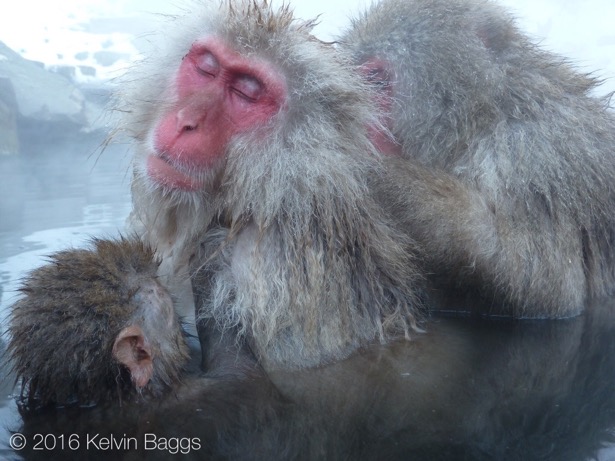 Jigokudani Monkey Park